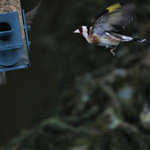 European Goldfinch