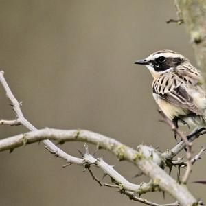 Whinchat