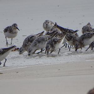 Sanderling