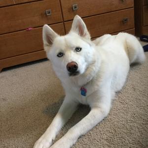 Siberian Husky