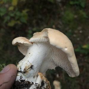 Hedgehog Fungus, Common