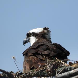 Osprey