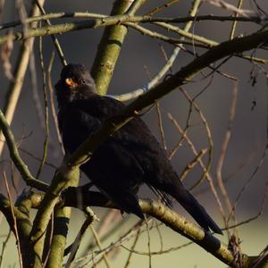 Eurasian Blackbird