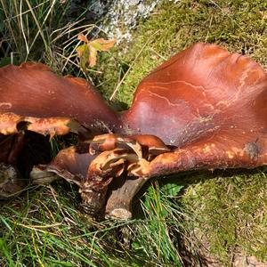 Black-footed Polypore