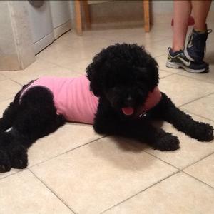 Unknown Breed
