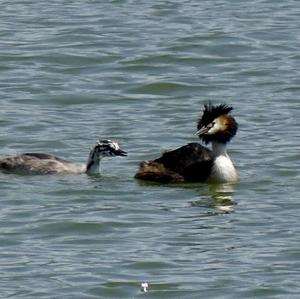 Great Crested Grebe