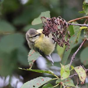 Blue Tit