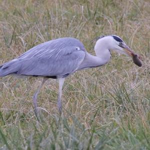 Grey Heron