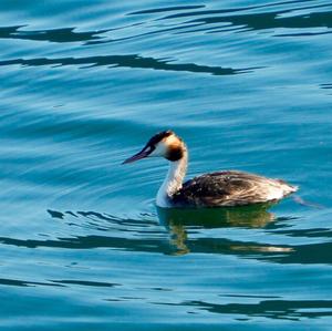 Great Crested Grebe