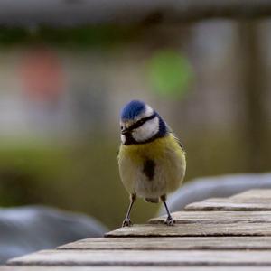 Blue Tit