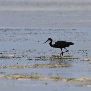 Black Heron