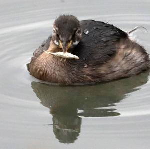 Little Grebe