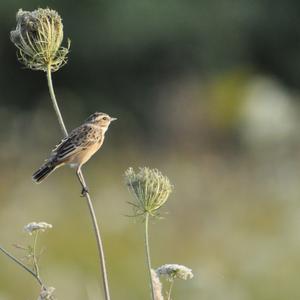 Braunkehlchen