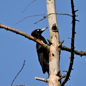 Black woodpecker