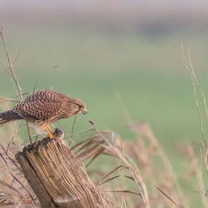 Common Kestrel