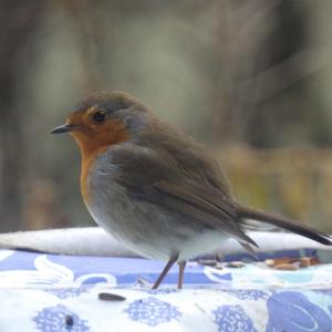 European Robin