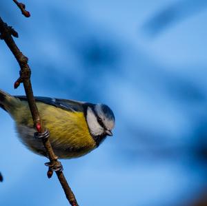 Blue Tit