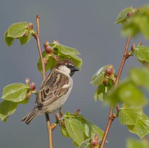 House Sparrow