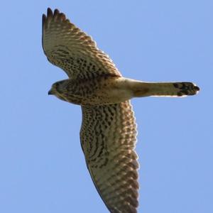 Common Kestrel