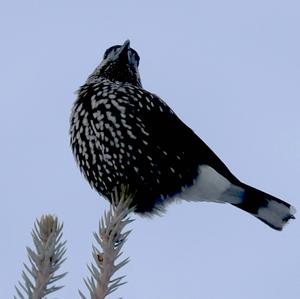 Spotted Nutcracker