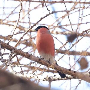 Eurasian Bullfinch