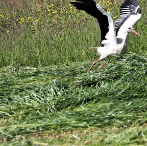 White Stork