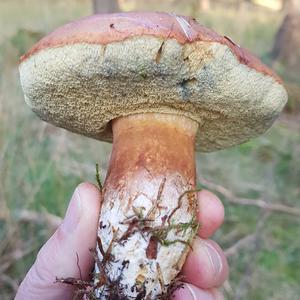 Bay Bolete