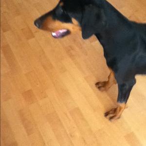 Dobermann