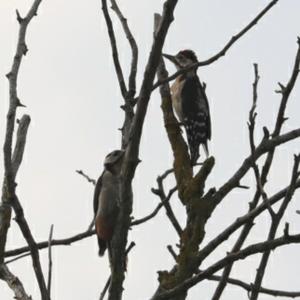 Great Spotted Woodpecker