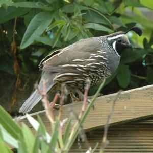 California Quail