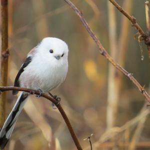 Long-tailed Tit