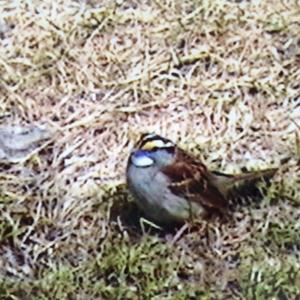 White-throated Sparrow