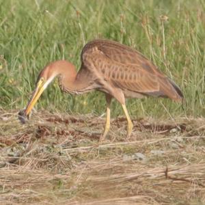 Purple Heron