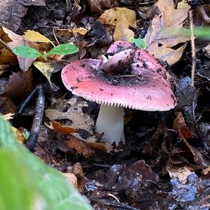 Shellfish-scented Russula