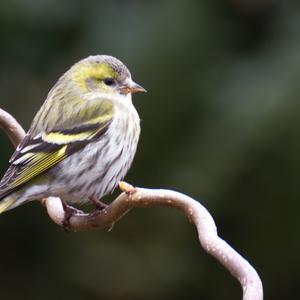 Eurasian Siskin