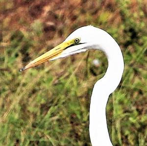 Great Egret