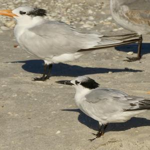 Least Tern