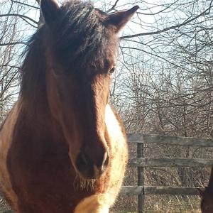 Assateague Pony