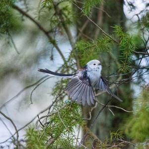 Long-tailed Tit