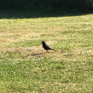 Eurasian Blackbird