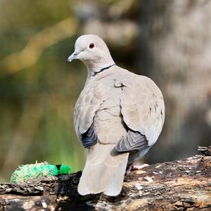 Eurasian Collared-dove