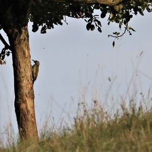 Grey-faced Woodpecker