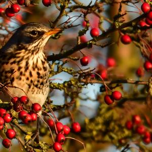 Fieldfare