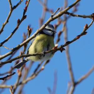 Blue Tit