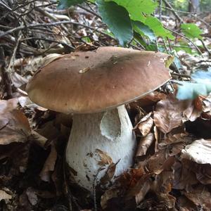 King Bolete