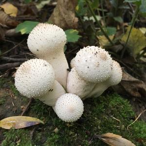 Gem-studded Puffball