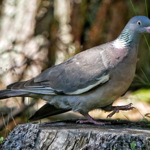 Common Wood-pigeon