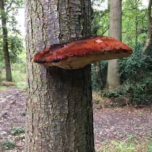 Beefsteak Polypore