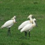 Eurasian Spoonbill