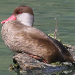 Red-crested Pochard